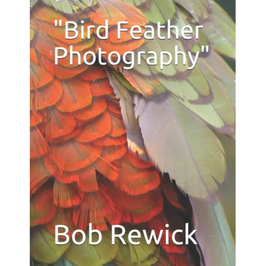 Bird Feather Photography