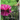 Funeral Guest Book, "In Loving Memory", Memorial Guest Book, Condolence Book, Remembrance Book for Funerals or Wake: HARDCOVER. A Memorial Service Gue