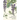 The plant and its ornamental applications