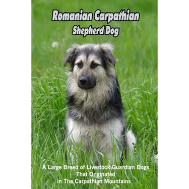 Romanian Carpathian Shepherd Dog: A Large Breed of Livestock Guardian Dogs That Originated in The Carpathian Mountains: What You Should Know About Rom