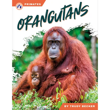 Orangutans