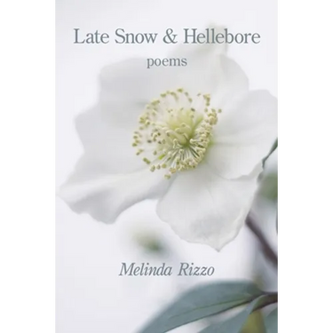 Late Snow and Hellebore