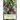 Medicinal Plants in Folk Tradition
