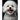 Chloe The Bichon Frise Coloring Book