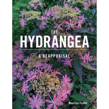 The Hydrangea: A Reappraisal