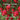 Garden of Eden: Plants of the Hebrew Bible