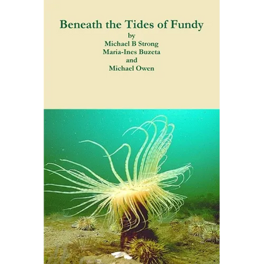 Beneath the Tides of Fundy