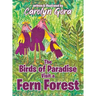 The Birds of Paradise Visit a Fern Forest