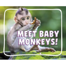 Meet Baby Monkeys!