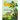 Groo