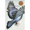 Pigeon