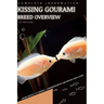 Kissing Gourami: From Novice to Expert. Comprehensive Aquarium Fish Guide
