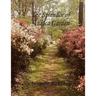 The Splendor of Azalea Garden
