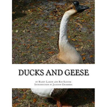 Ducks and Geese
