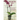 Orchids 101: Your quick guide to grow beautiful orchids with simple care techniques