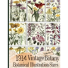 1914 Vintage Botany Botanical Illustration Sizes