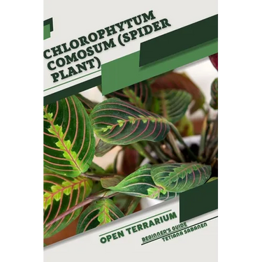 Chlorophytum comosum (Spider Plant): Open terrarium, Beginner's Guide