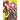 Citrus Plus Vol. 2