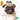 Pug