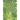 The Green Apple Tree