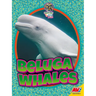 Beluga Whales