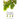 Imago