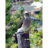 Wildlife of the Oregon Central Cascades