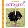 Ostriches