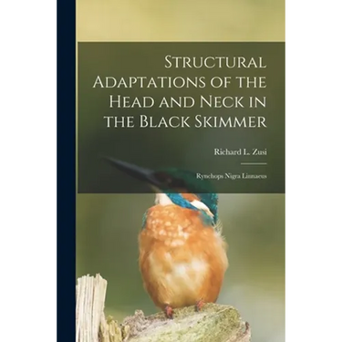 Structural Adaptations of the Head and Neck in the Black Skimmer: Rynchops Nigra Linnaeus