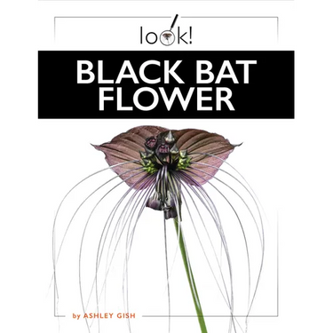 Black Bat Flower