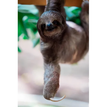 sloth