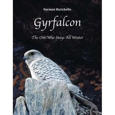 Gyrfalcon: The One Who Stays All Winter