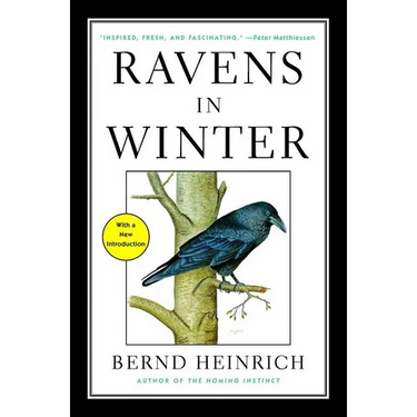 Ravens in Winter