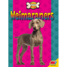 Weimaraners