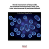 Novel mechanism of etoposide to mobilize hematopoietic stem cells from bone marrow to peripheral blood