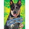 Australian Cattle Dogs