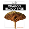 Dragon Blood Tree