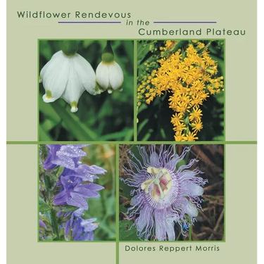 Wildflower Rendevous in the Cumberland Plateau