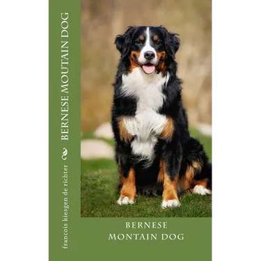 bernese moutain dog