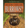 Why Do Wolf Spiders Make Burrows?: And Other Odd Arachnid Adaptations
