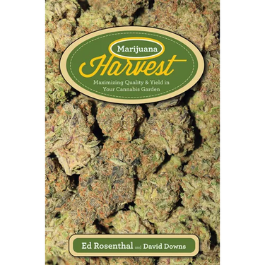 Marijuana Harvest: How to Maximize Quality and Yield in Your Cannabis Garden