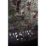 Mesmer