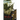 Windleroot