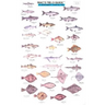 Mac's Field Guides: Northwest Coastal Fish