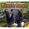Black Bear