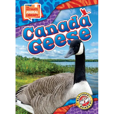 Canada Geese