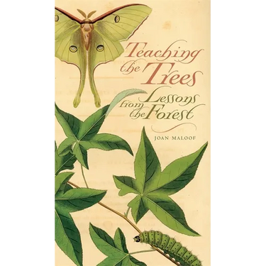 Teaching the Trees: Lessons from the Forest