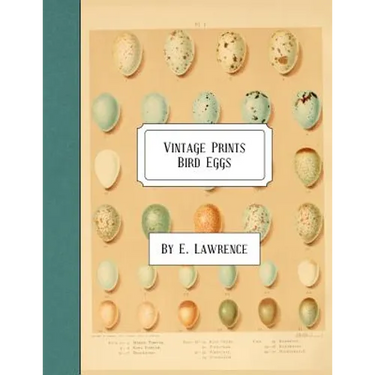 Vintage Prints: Bird Eggs