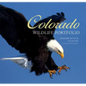 Colorado Wildlife Portfolio