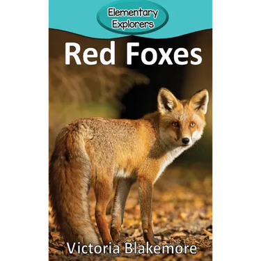 Red Foxes